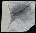 Permian Branchiosaur (Amphibian) Fossil - Extra Large #39117-1